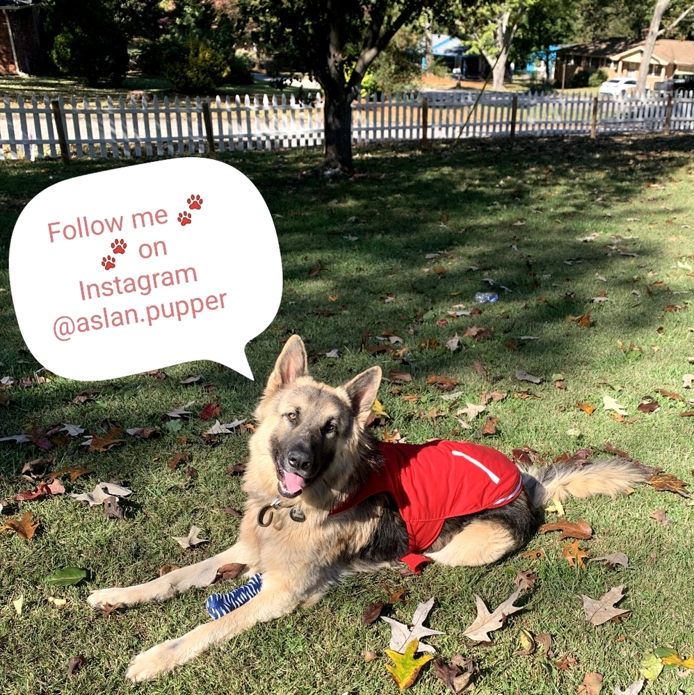 Meet your Posher, Aslan, working for kibbles🤣